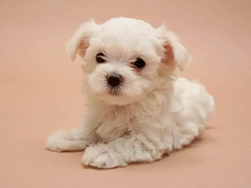 My Shih Tzu Has Eye Problems Syndromes And Infection Treatment