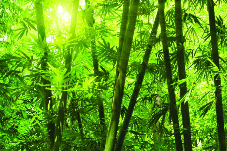 The Bamboo Story (2024)