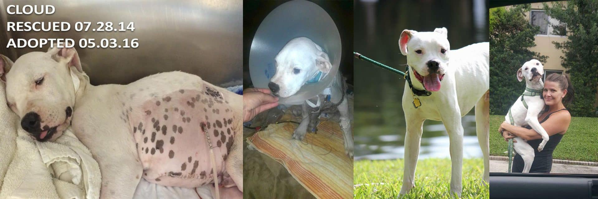 100+ Abandoned Dogs of Everglades Florida, Inc. Rescue. Revive. Rehome