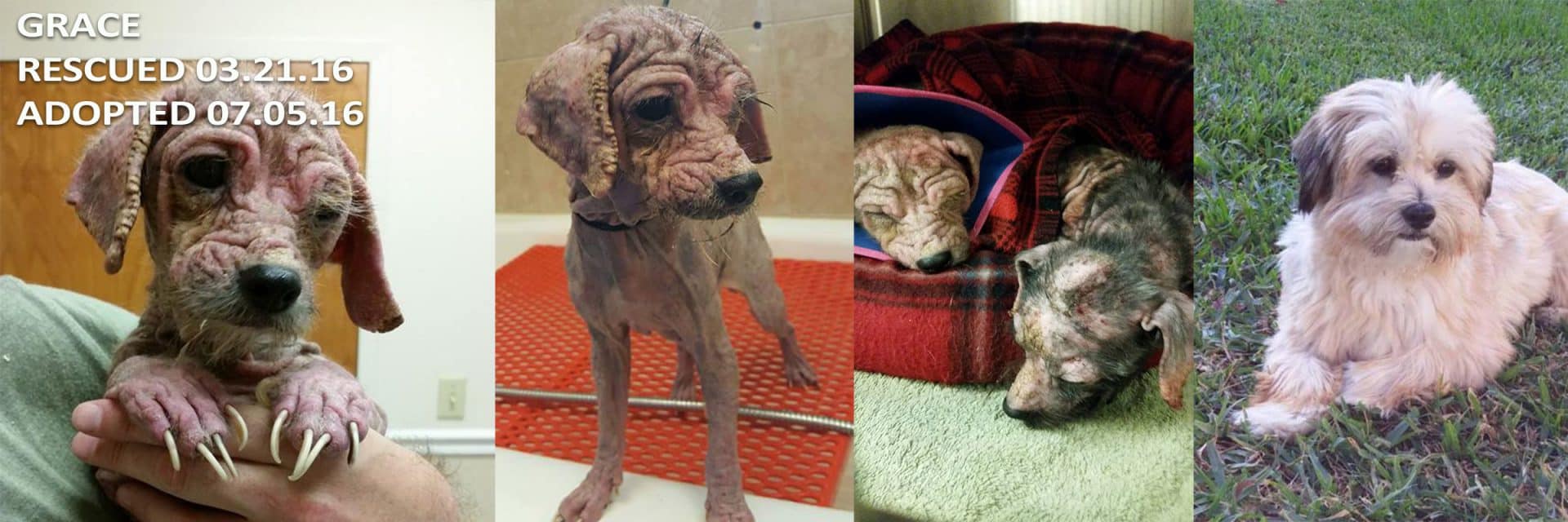 100+ Abandoned Dogs of Everglades Florida, Inc. Rescue. Revive. Rehome