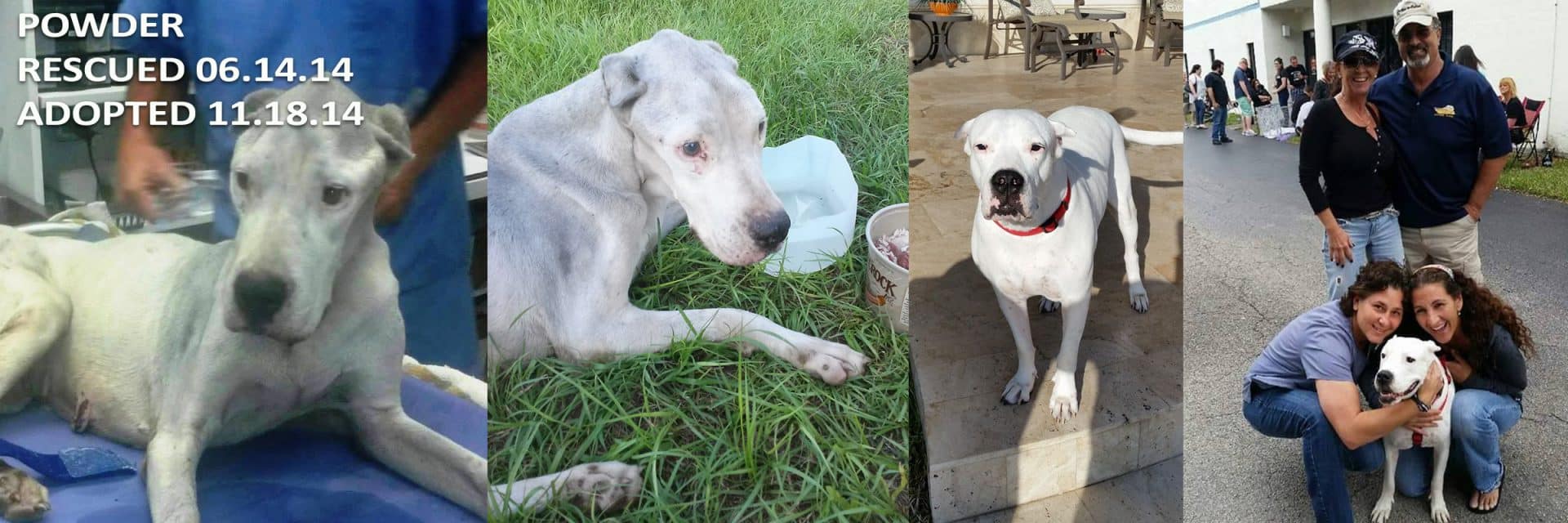 100 Plus Abandoned Dogs of Everglades Florida Rescue