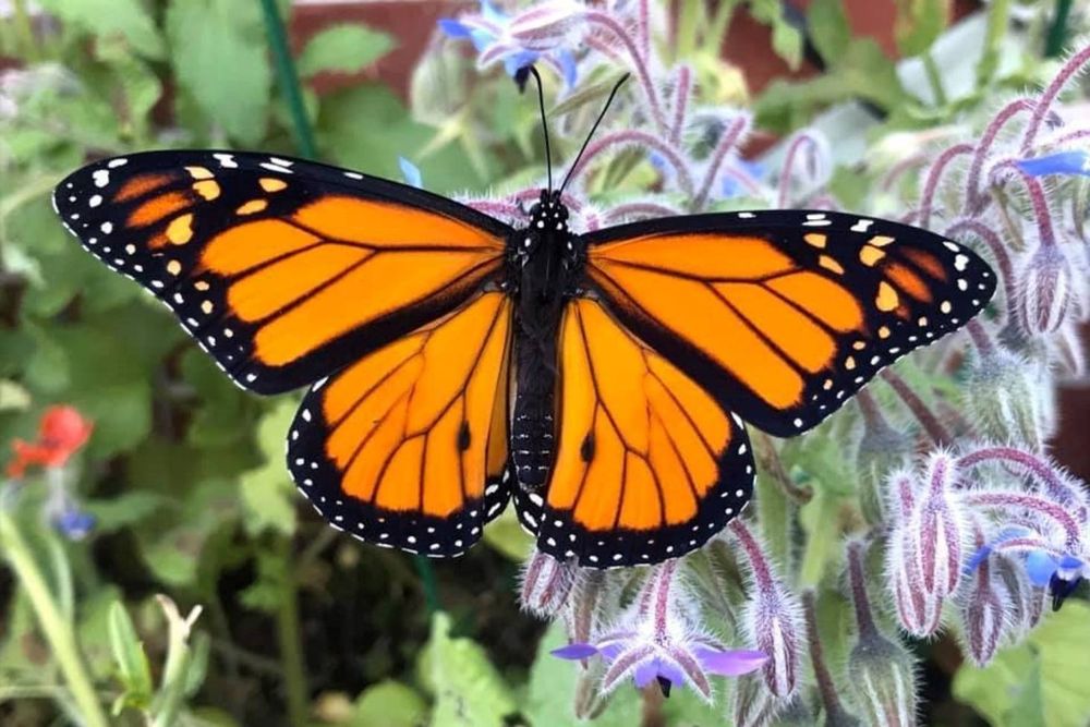 Butterfly Facts • Secrets and riddles