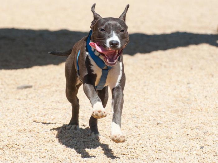 обои с нарисованными собаками