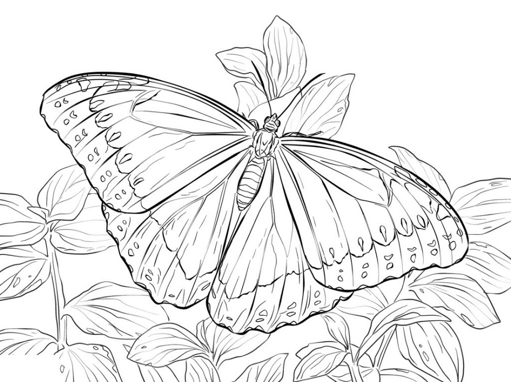 10+ Realistic Butterfly Coloring Pages
