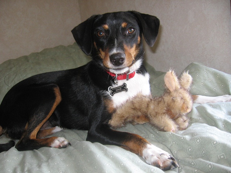 Reagle (Rottweiler X Beagle Mix) Info, Temperament, Puppies, Pictures