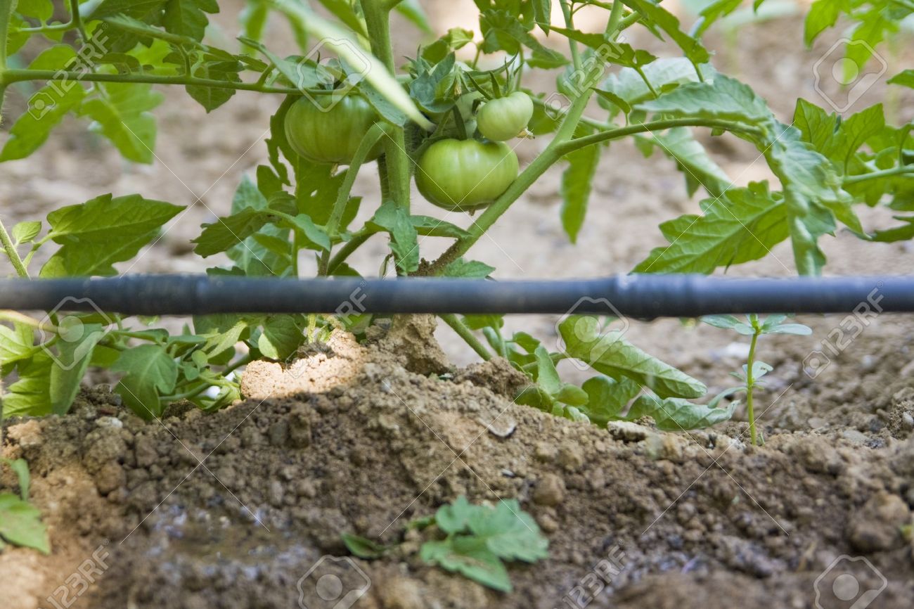 How to Grow Hydroponic Tomatoes Beginner's Guide