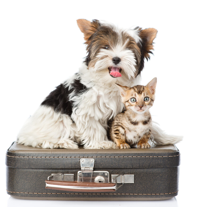 Pet Couriers & Transportation, UK & Europe 101 Pet Express