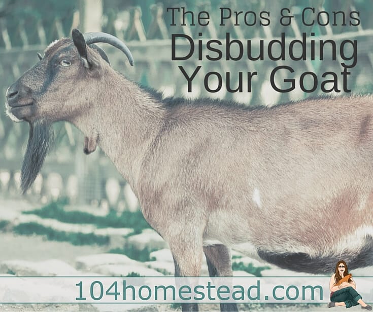 Pros and Cons of Disbudding Your Goat