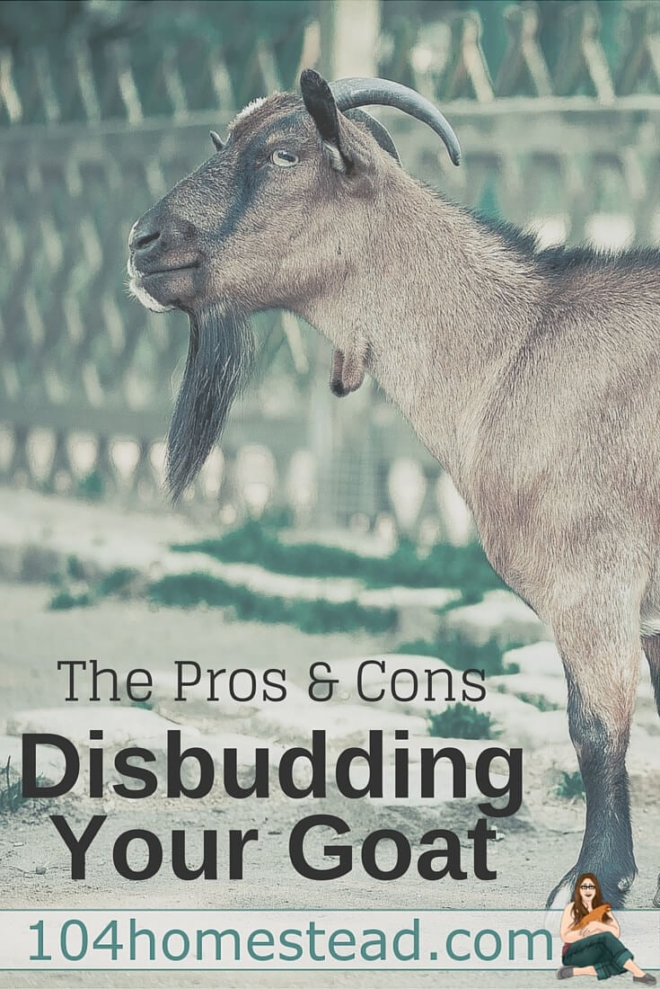 Pros and Cons of Disbudding Your Goat