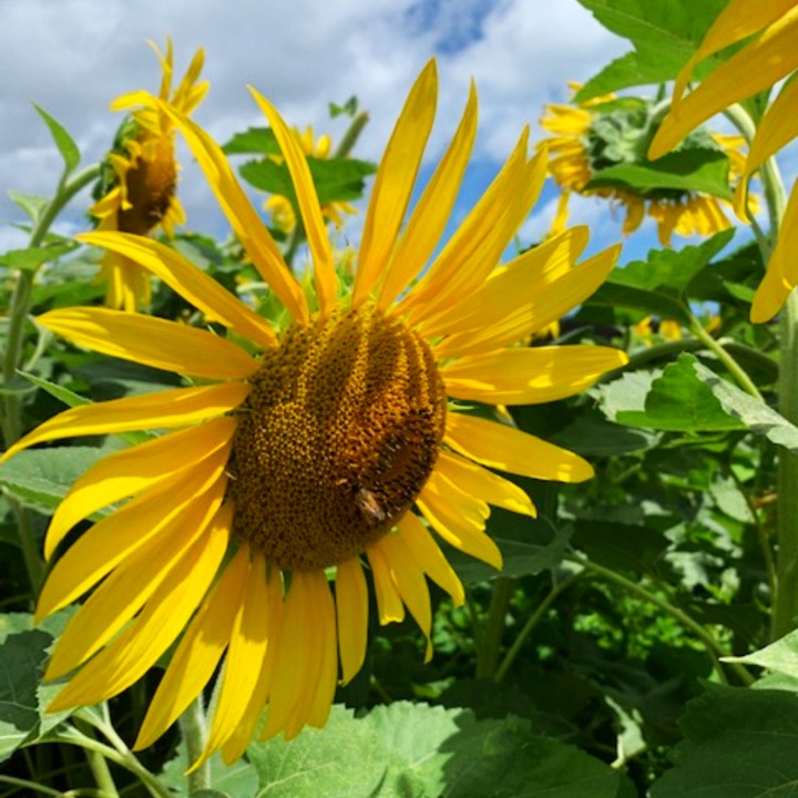 (Photos) Sunflowers blooming at Waimanalo farm (2022) 105.9 The Wave
