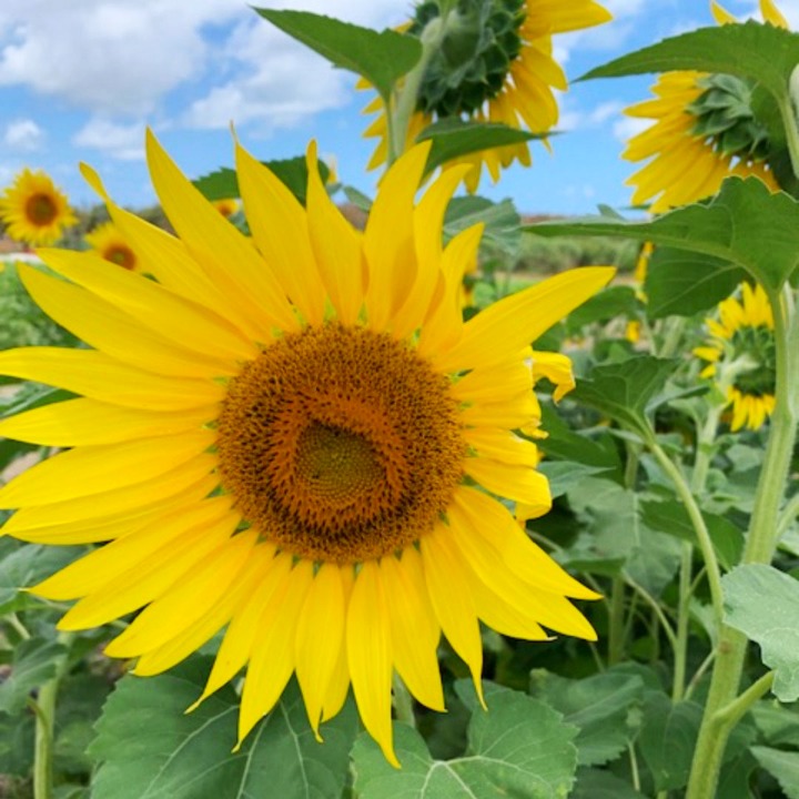 (Photos) Sunflowers blooming at Waimanalo farm (2022) 105.9 The Wave
