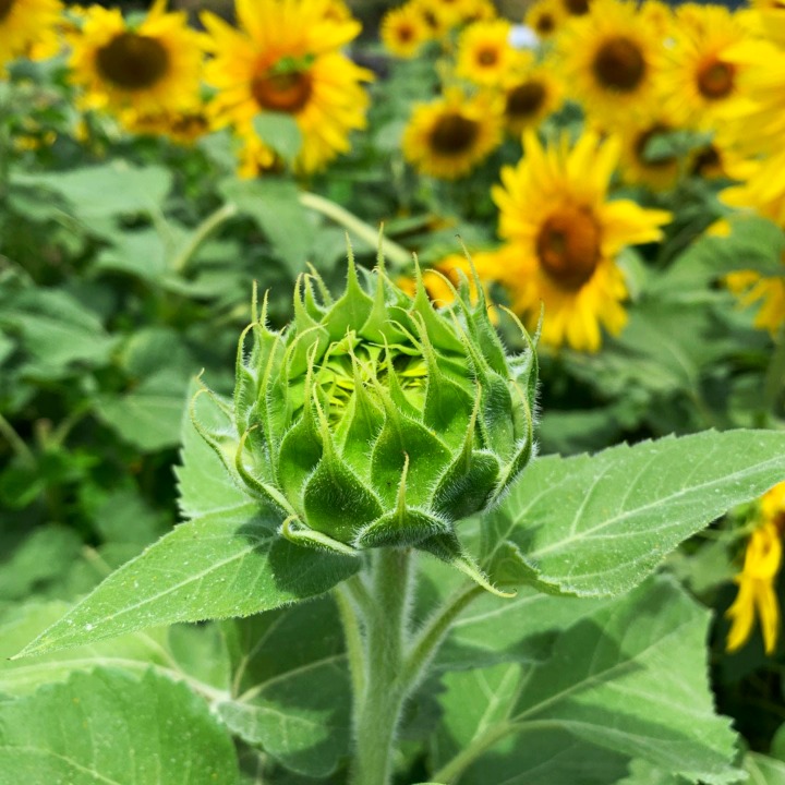 (Photos) Sunflowers blooming at Waimanalo farm (2022) 105.9 The Wave
