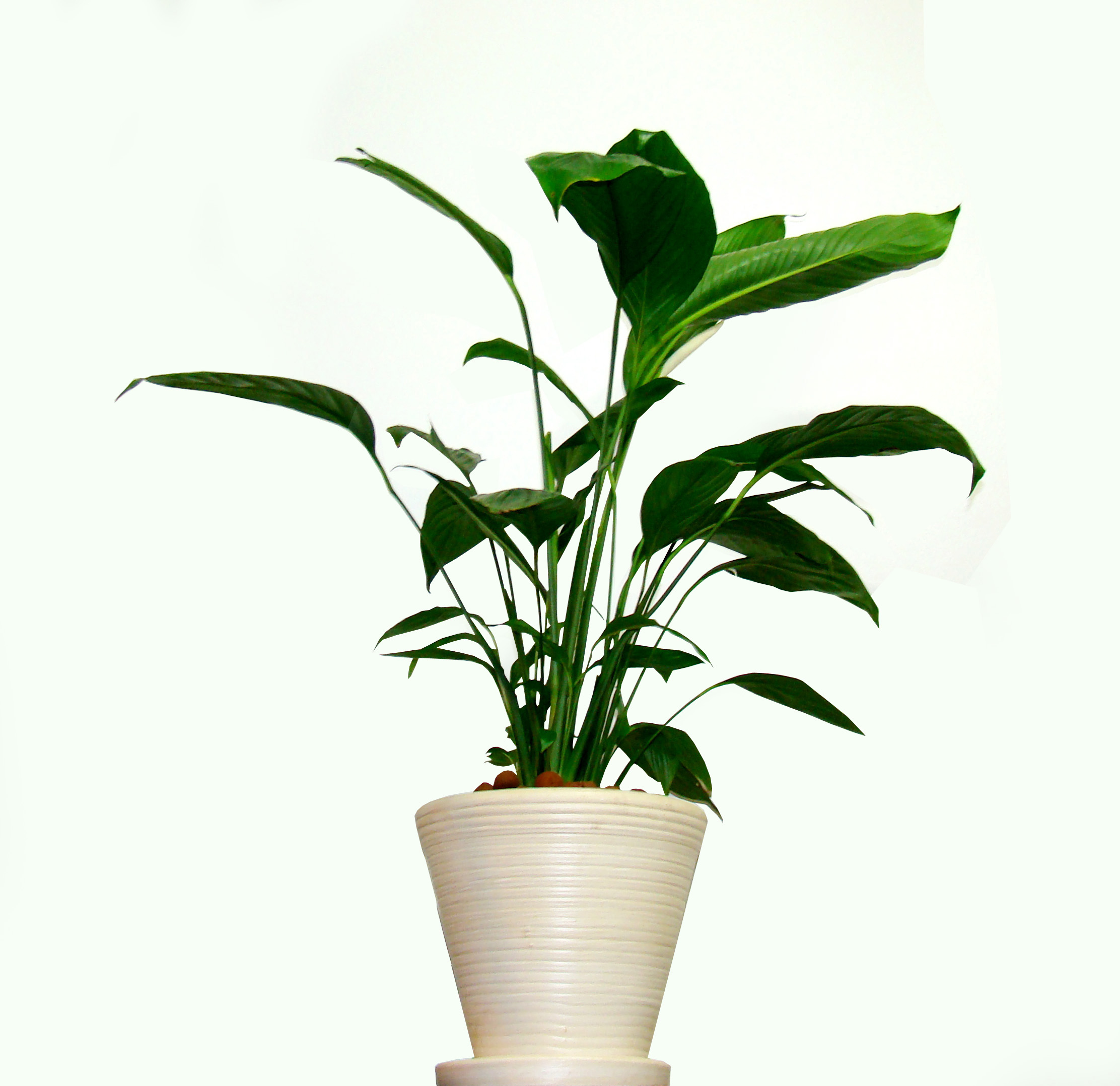 Tipos de plantas