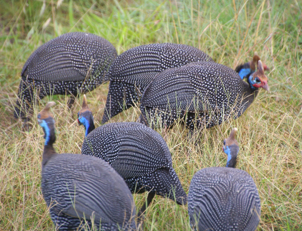 10 ejemplos de organismos pluricelulares