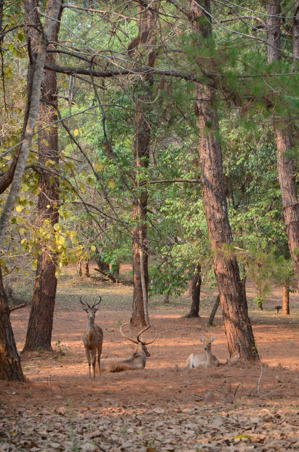 Introduccion A Ecosistemas Ppt Descargar