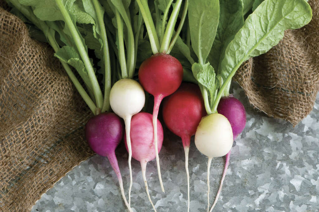 Radish 10 Health Benefits of Radish