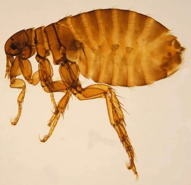 6 Different Types of Fleas With Their Names & Characteristics