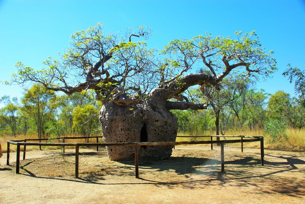 10 Most Popular Trees Worldwide 10 Most Today