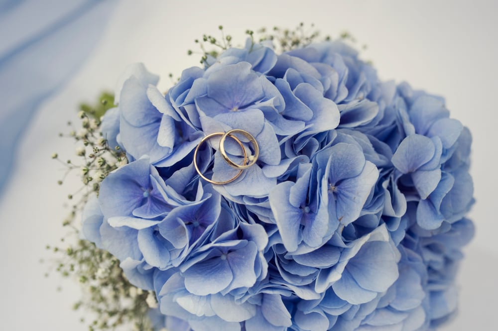 10 Most Popular Wedding Flowers in the World 10 Most Today