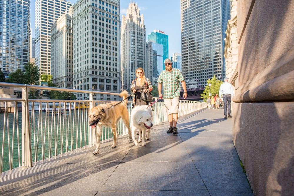 The Most Petfriendly Cities in 2020 10 Most Today