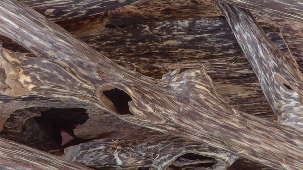 10 Most Expensive Wood in the World 10 Most Today