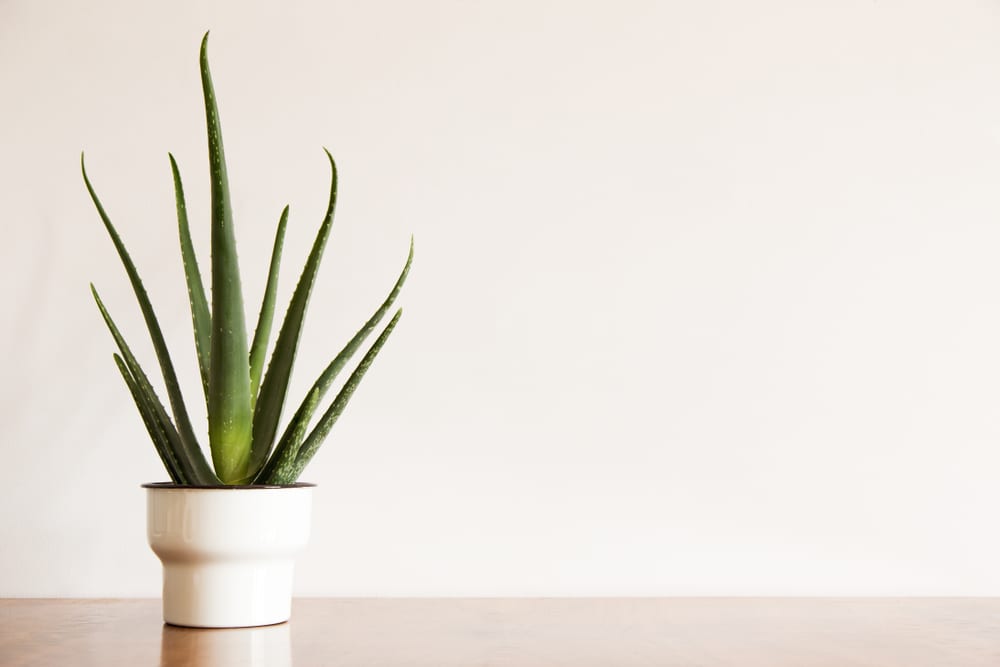 10 Most Dangerous Houseplants that Dog Owners Must Avoid 10 Most Today