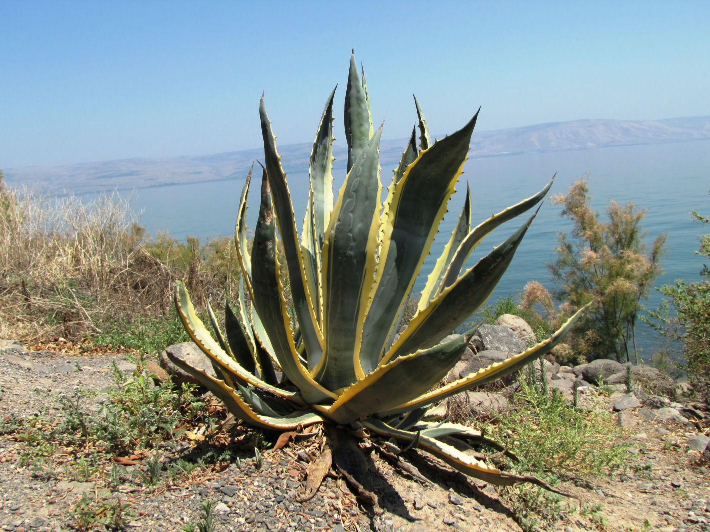 Tipos de biomas