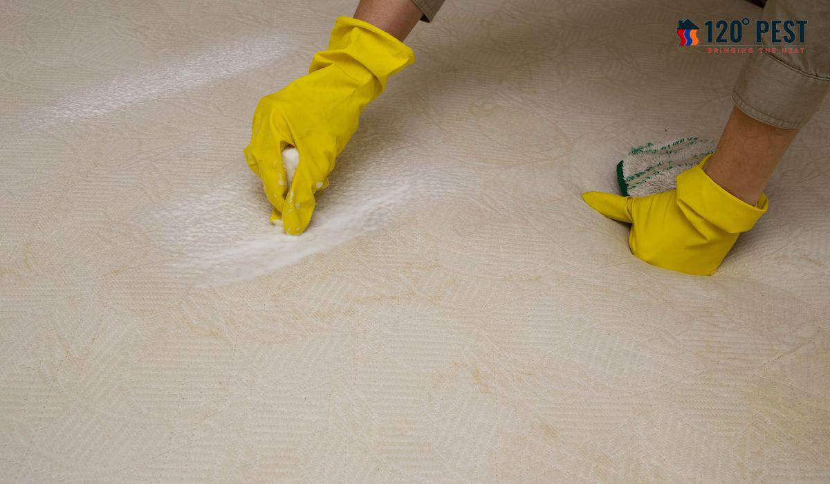 Local Bed Bug Furniture Removal Service Find Help Near You 120 Pest