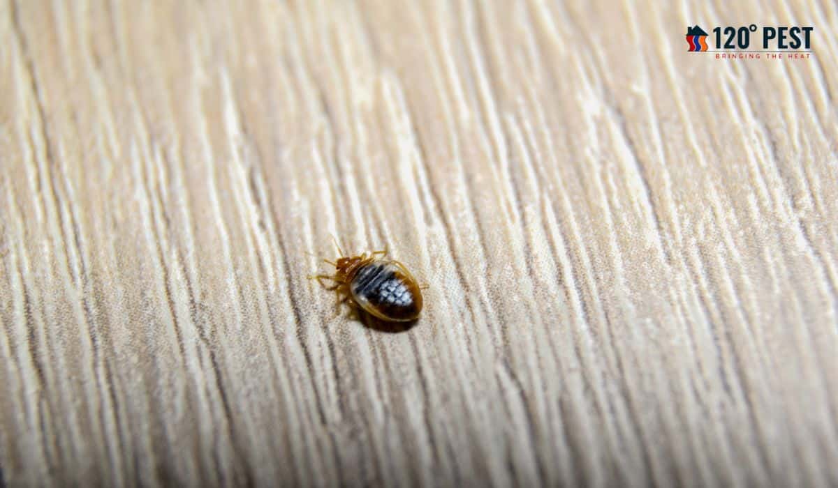 Traditional vs. Modern Bed Bug Treatment Methods Pros and Cons 120