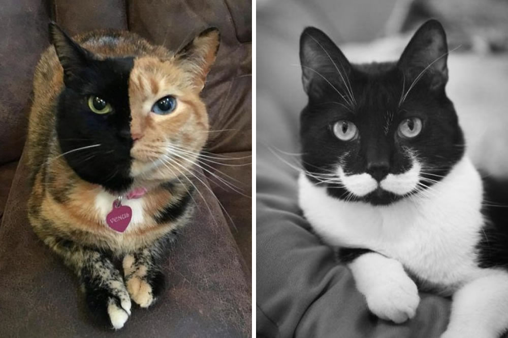 Strange Colored Cats