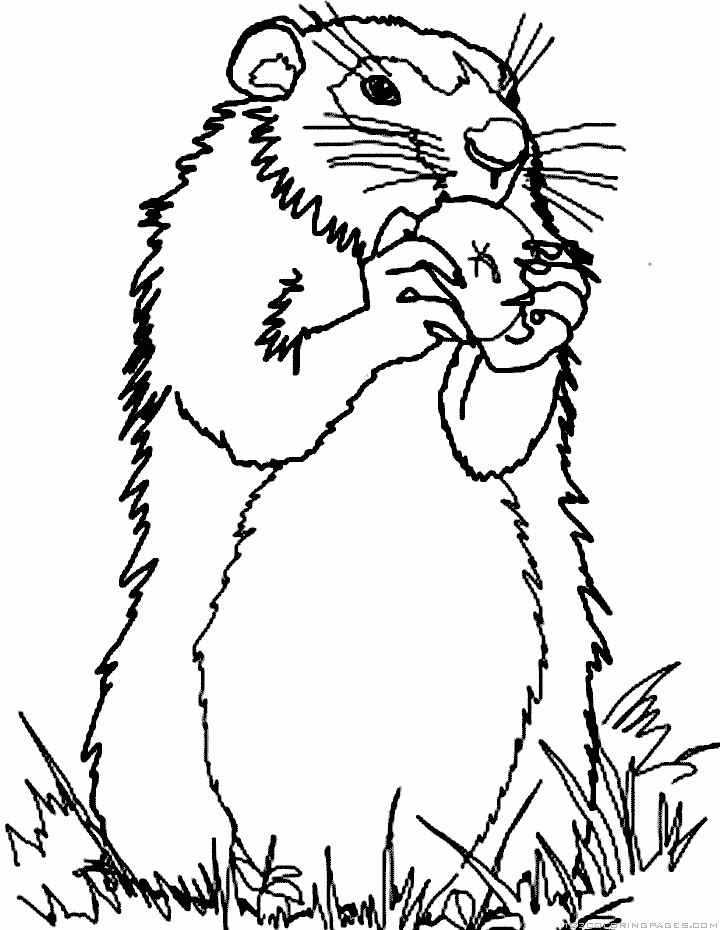 Gopher Coloring Pages Kidsuki Gopher Coloring Pages Kidsuki