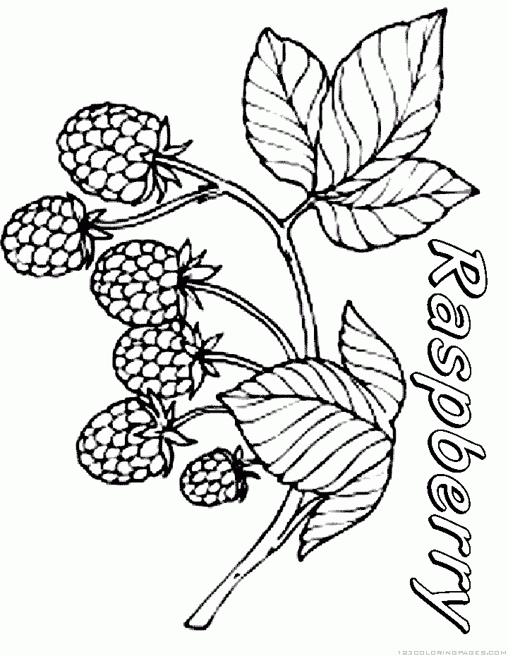 Raspberry Coloring Pages Part 2 Raspberry Coloring Pages Part 2