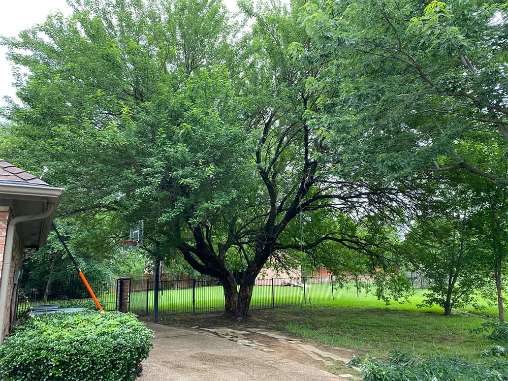 12Tree Flower Mound, Bartonville & Double Oak, TX Tree Company