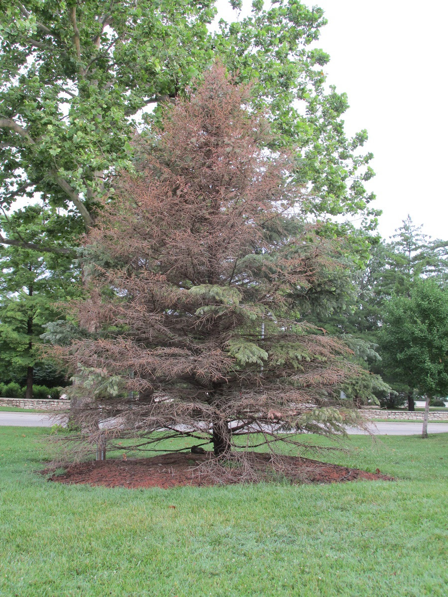 Manhattan officials to remove dying Mayor’s Holiday Tree from Triangle