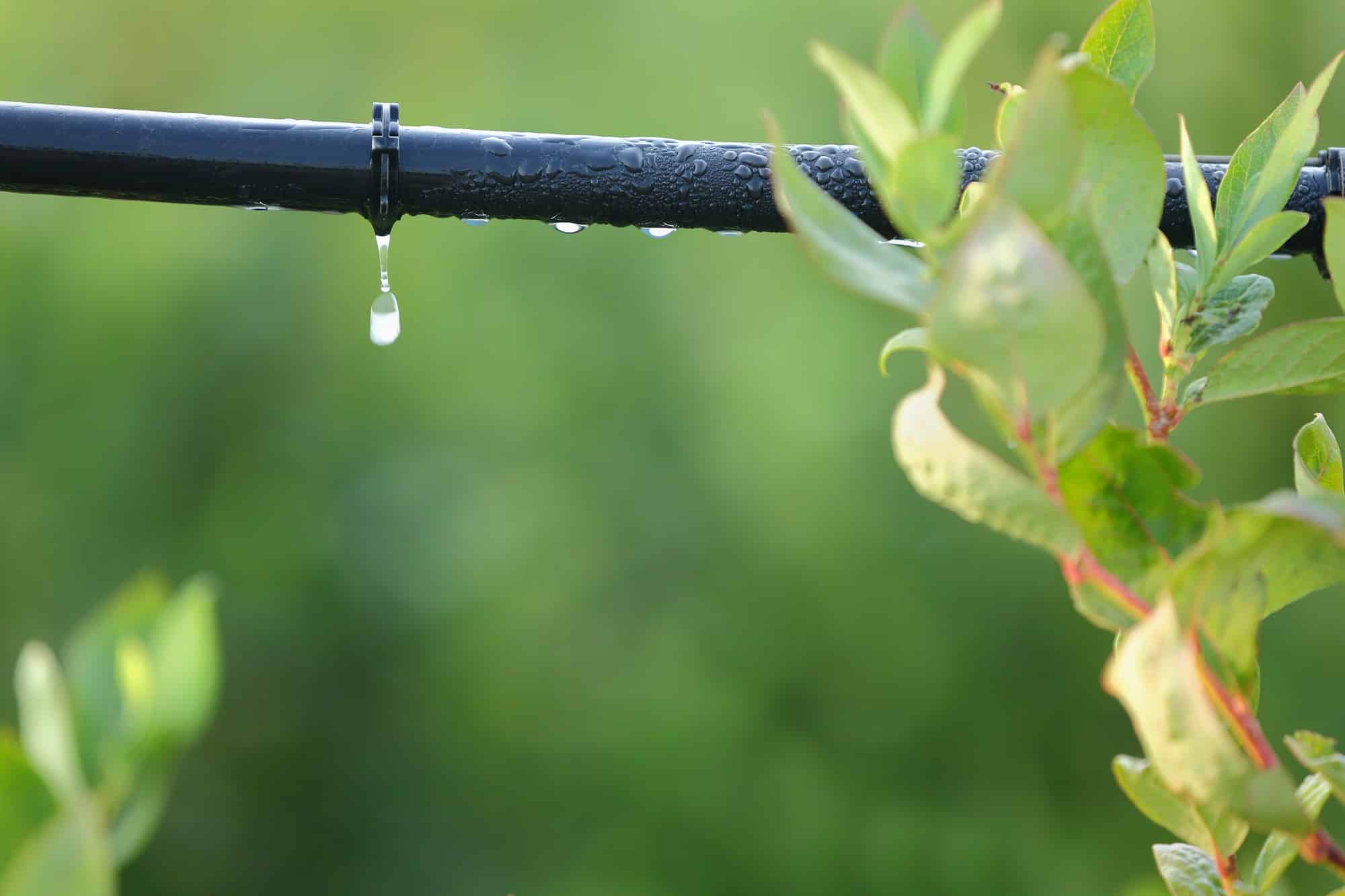 Benefits Of An Automated Drip Irrigation System