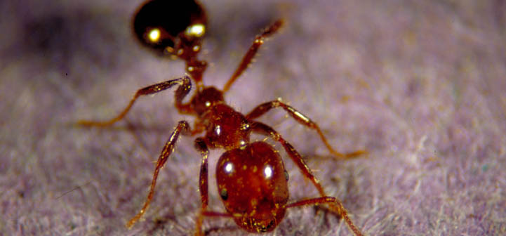 Do grits kill fire ants? – Ant Pests