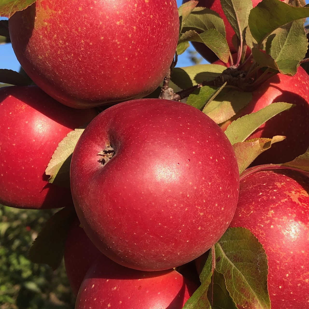 Redfield Apples