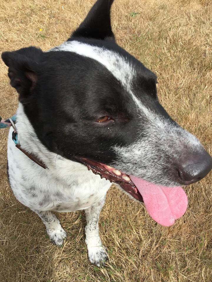 Doc 2 Clatsop Animal Assistance