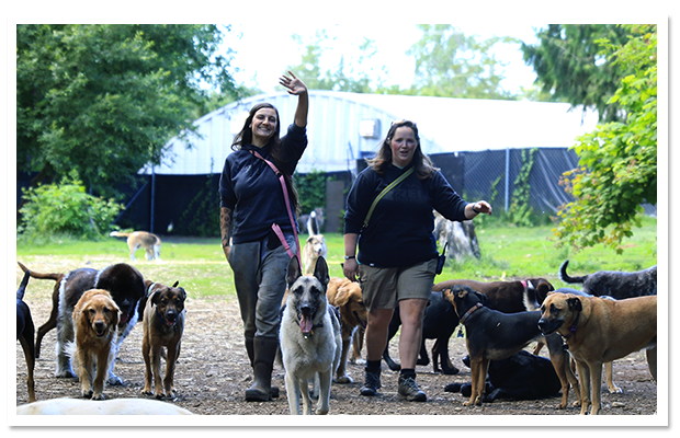 Contact BoneAFide Dog Ranch