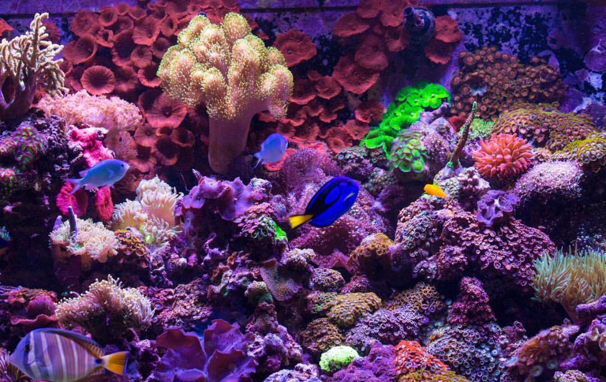 Natural Seawater (Sea Water) Supplier NSW Delivered Nationwide