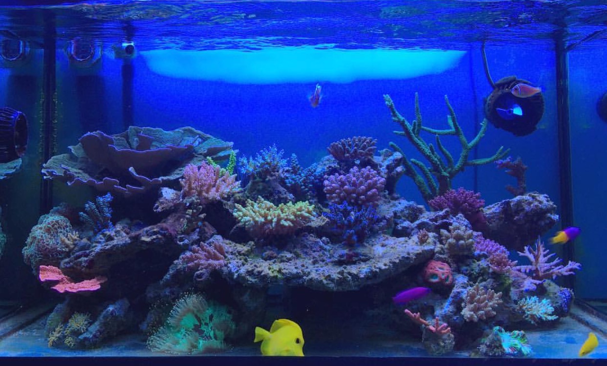 Natural Seawater (Sea Water) Supplier NSW Delivered Nationwide