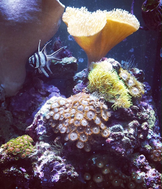 Natural Seawater (Sea Water) Supplier NSW Delivered Nationwide