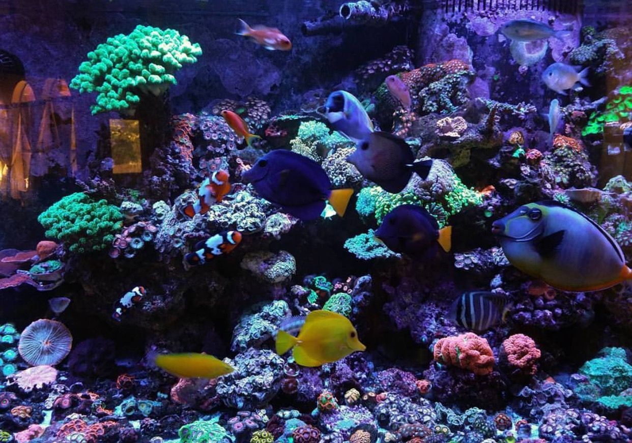 Natural Seawater (Sea Water) Supplier NSW Delivered Nationwide