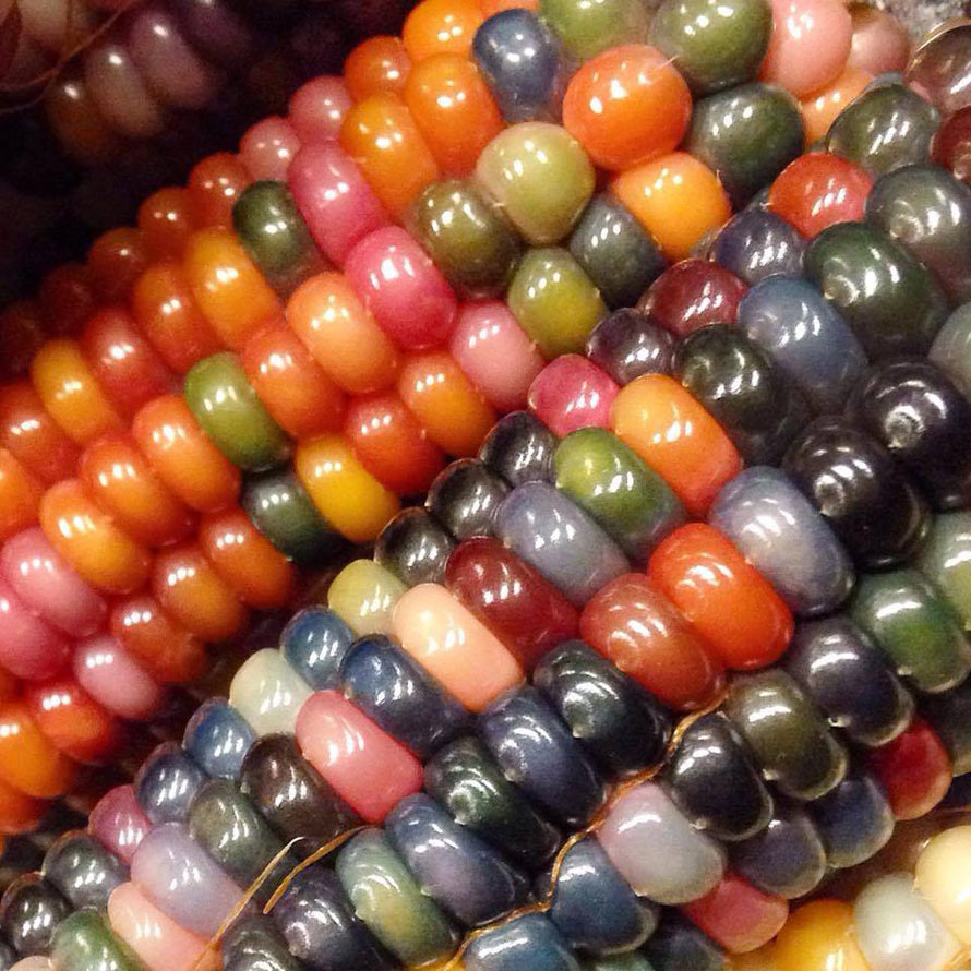Rainbow Corn Makes For A Colorful Cob Foodiggity