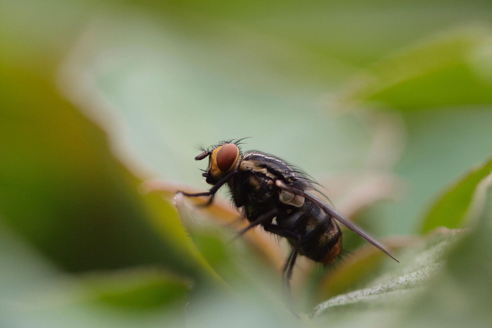 Wood Destroying and Nuisance Pests, Lind Control & Inspection