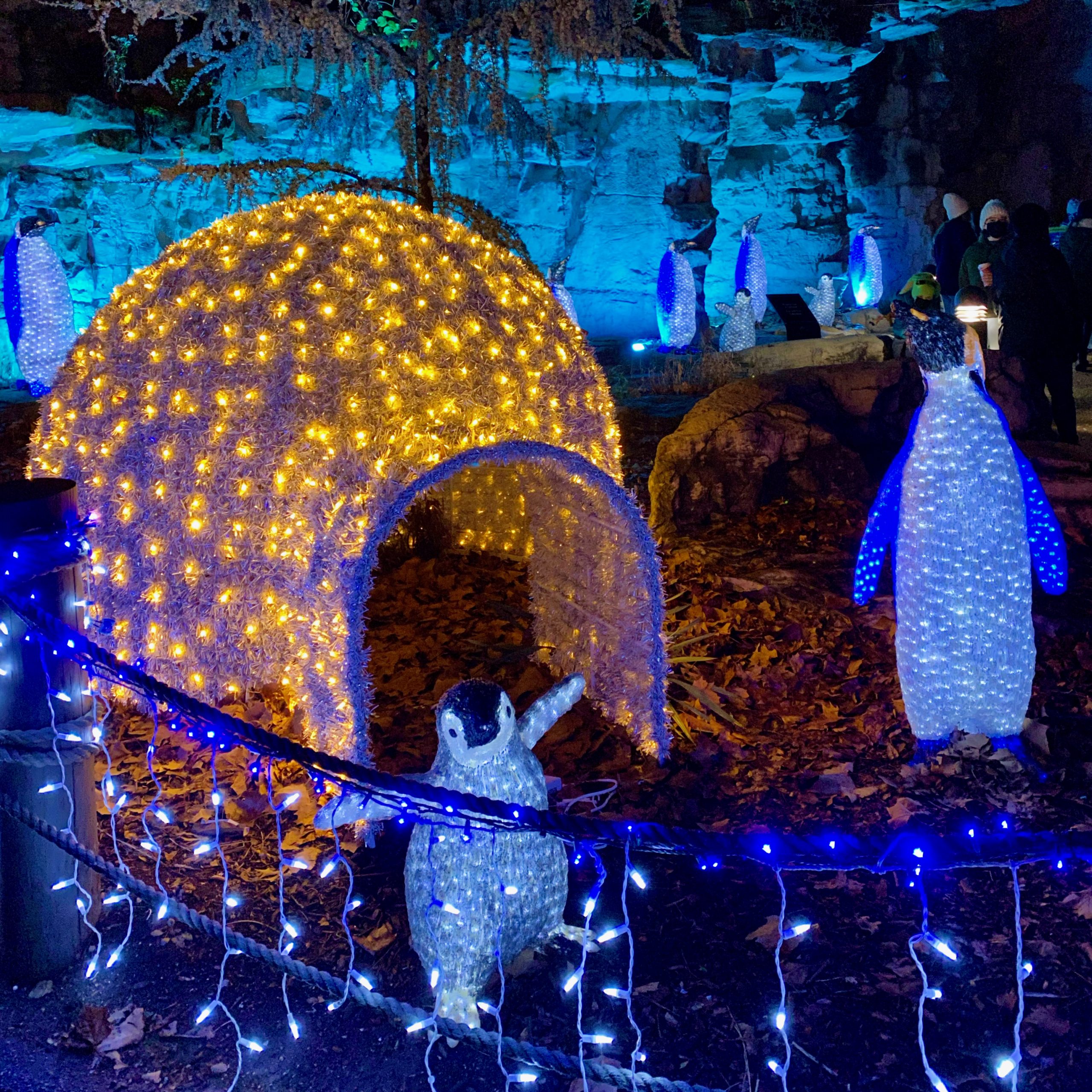 Wild Lights at the St. Louis Zoo Amanda Markel