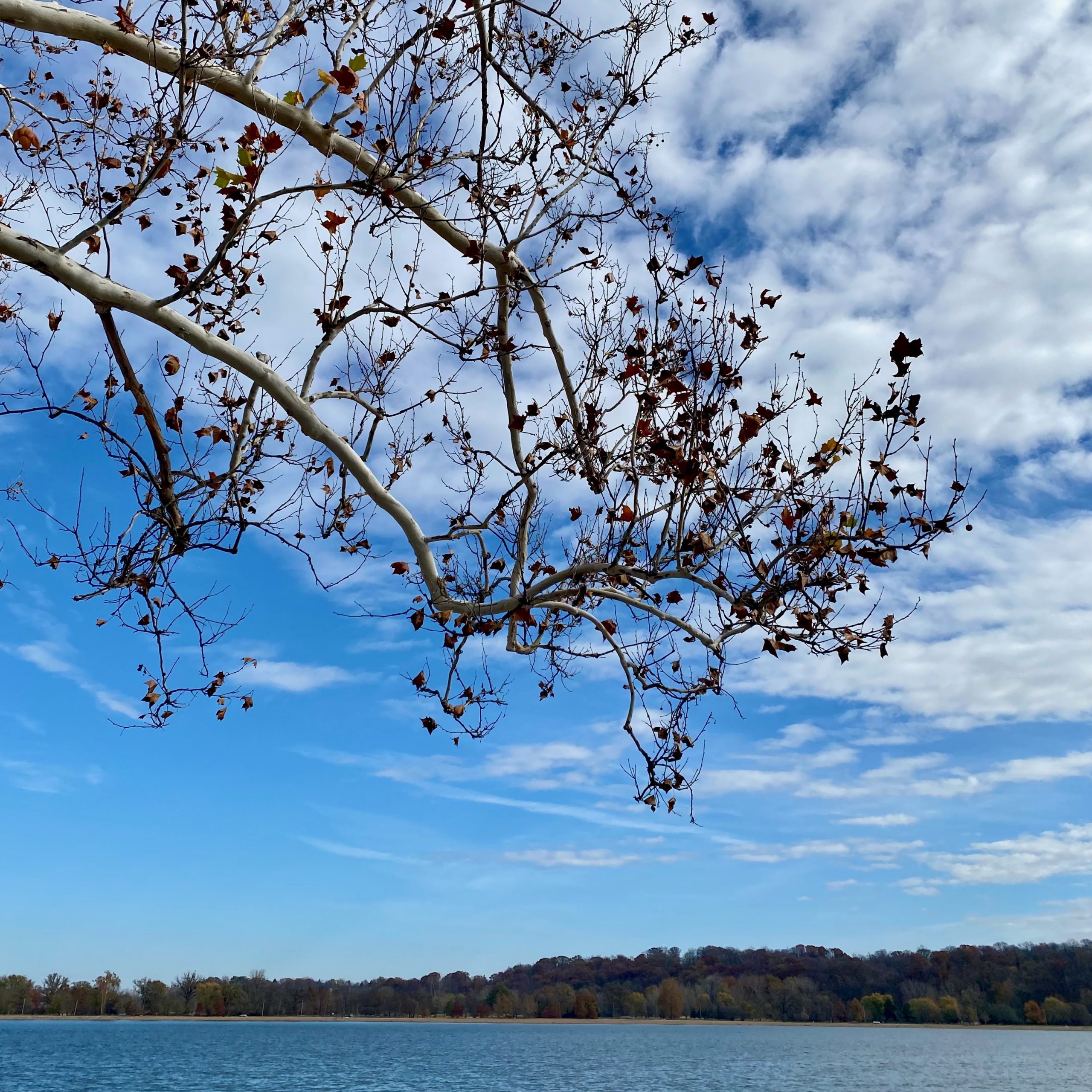 A Walk Around Creve Coeur Lake Amanda Markel