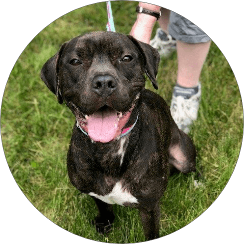 Columbia-Greene Humane Society/Spca | Dogs & Cats For Adoption