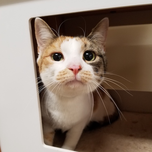 Adopt-A-Pet | Columbia-Greene Humane Society/Spca | Dogs & Cats For Adoption