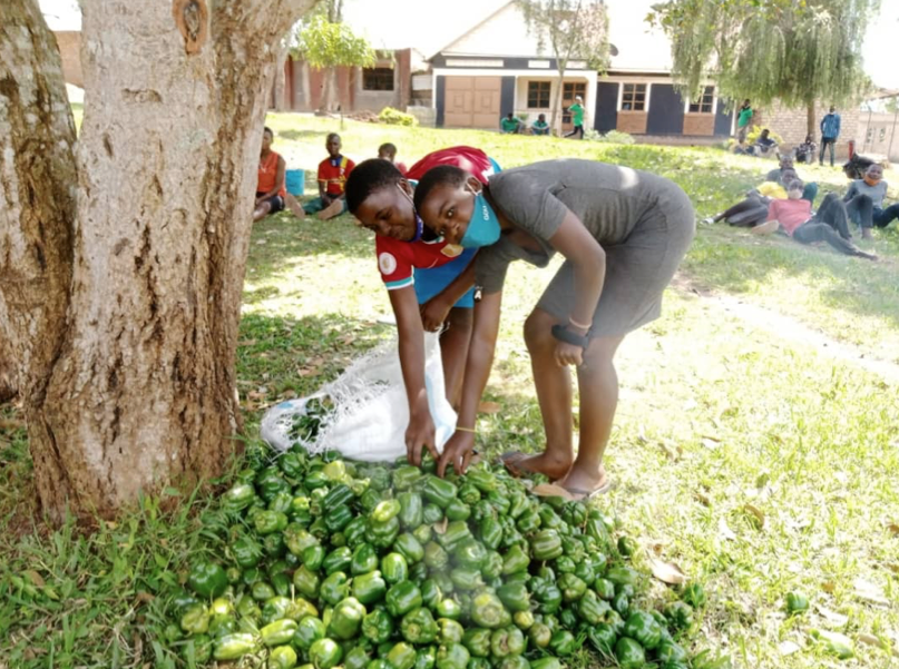 Thriving in Horticulture, Uganda Asante Africa Foundation